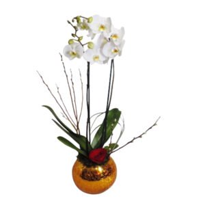 Orquídea dorada