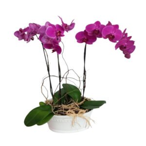 Orquídea Morada